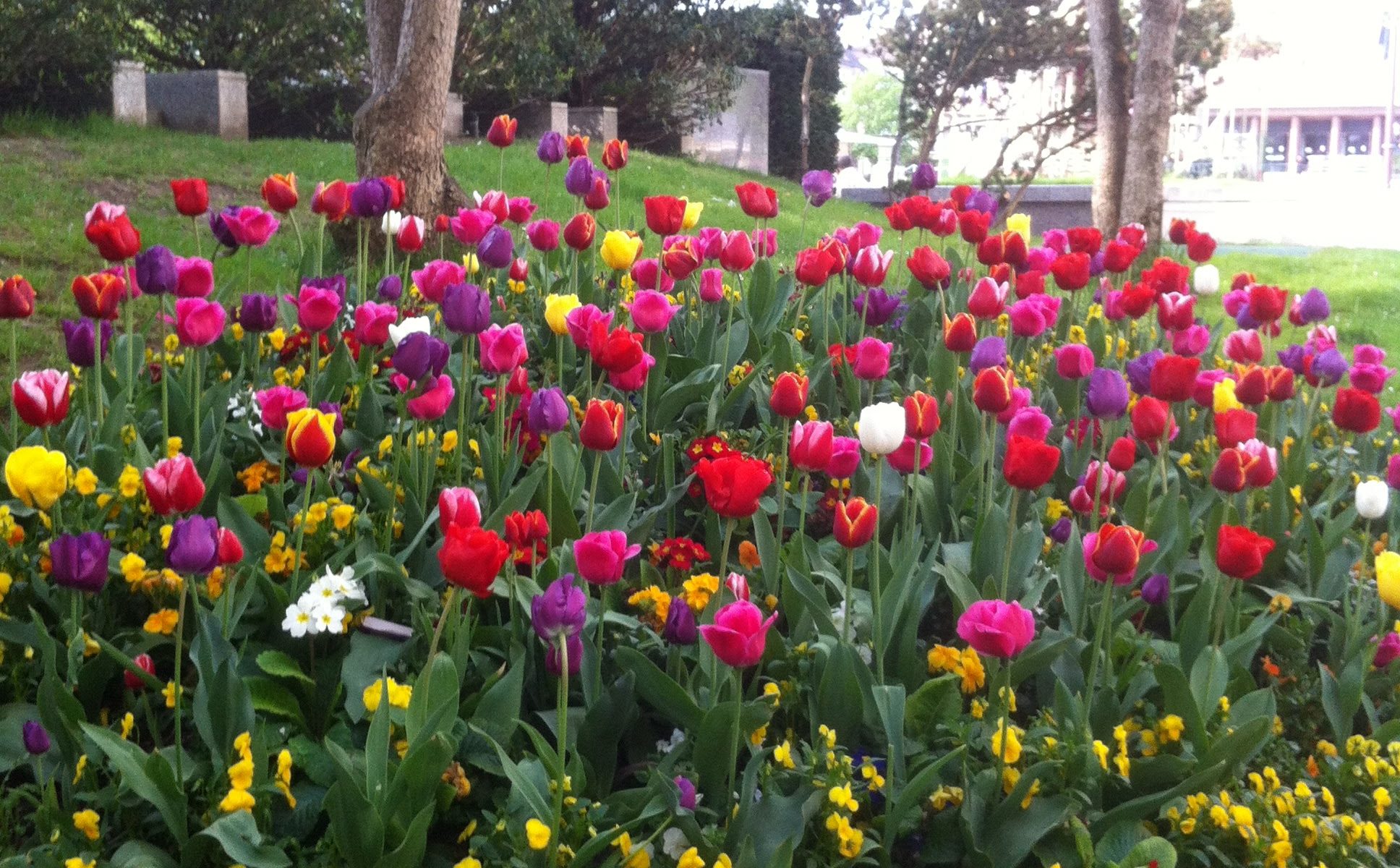 ポワシーのチューリップ-2